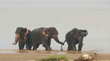 Elephants swept away in Mahanadi River rescued
