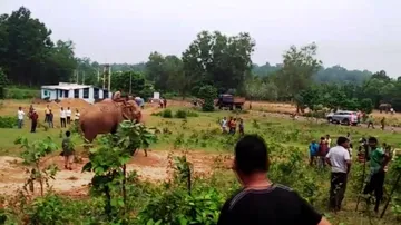 Environmentalists protest relocation of elephants from Simlipal to Satkosia