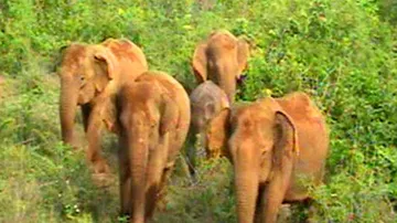 393 elephants died in Odisha in 5 years