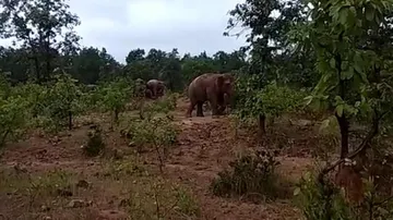 Elephant Carcass Found In Odisha, Death Due To Electrocution Suspected