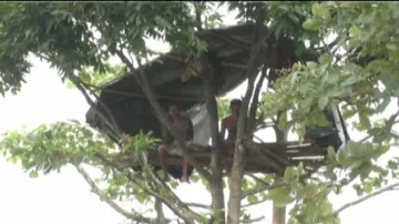 Odisha Farmers Spend Nights On Trees To Save Crops From Elephants