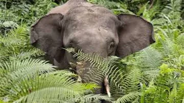 Early warning system about elephants' movement developed