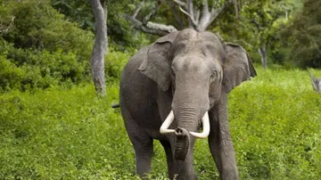 Forest officials claim poaching bid foiled in Ganjam district