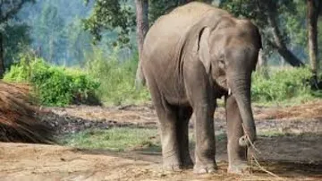 Two elephants electrocuted in Bengal