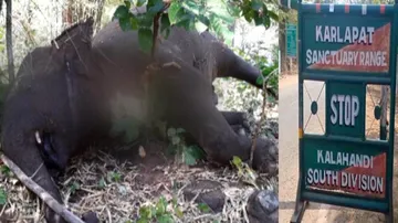 Karlapat Elephant Deaths: 3 Member Central Team To Reach Kalahandi Today