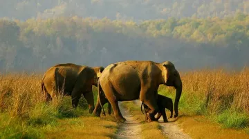 Elephants
