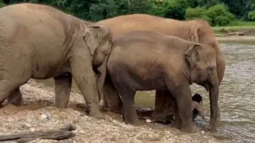 Elephants 