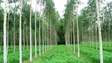 Time to Ban Eucalyptus, Acacia Plantations