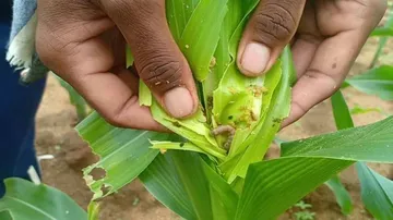Maize cultivation in Kalahandi under pest attack