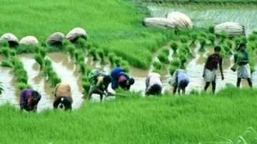 Govt May Announce Farm Loan Waiver Scheme In Budget