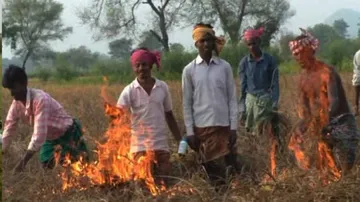Chakada Menace: Odisha Farmer Sets Paddy Crops On Fire