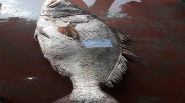 Prize Catch: Fortune Fish Fetches Rs 1.43 Lakh For Odisha Fisherman