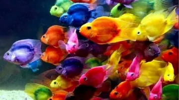 Genes help fish cope with warming oceans