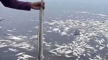 Large scale fish deaths raise alarm in Gopalpur