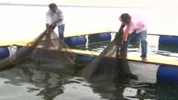 Cage Fish Farming: A New Hope For Malkangiri Farmers