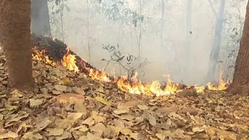 Sambalpur DFO Warns Immediate Arrest Of Forest Fire Setters