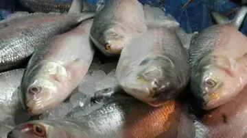 Formalin-in-fish controversy re-erupts in Goa