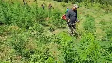 Odisha: Ganja Cultivation Worth Rs 1.55 Cr Destroyed By Excise Staff In Kandhamal