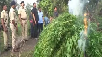 Cannabis Plants Worth Crores Torched In Gajapati, Boudh