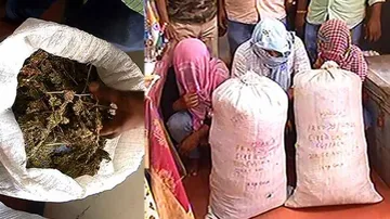 3 engineering students held with 32 kg ganja in Cuttack