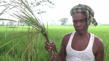 Pest Attack, A Double Whammy For Covid Crisis-Hit Farmers Of Ganjam