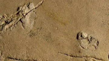 'Ghost' Footprints Hiding Since End Of Ice Age Found