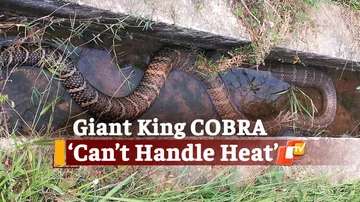 Giant King Cobra Rescued In Odisha’s Malkangiri District