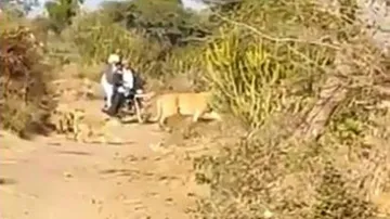Lioness & Cubs Making Way For Biker Win Hearts | WATCH