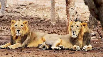 Another Gir pride loses three cats as train runs over