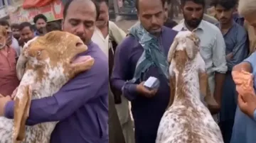 Goat cries like human during sale in market, video goes viral #watch