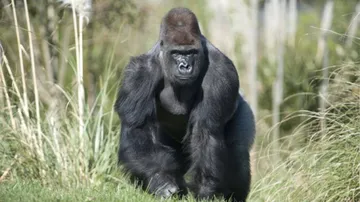 Gorillas Test Positive For COVID-19 At San Diego Park