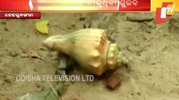 Crustaceans Which Live On Mobile Homes A Treat To Watch On Odisha Coast