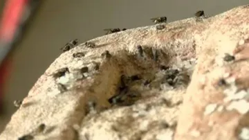 Housefly