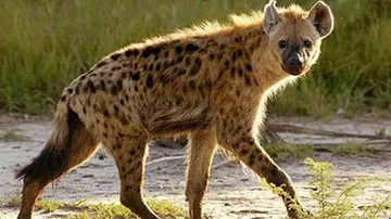 Wild Animal Attacks Elderly Woman In Odisha's Kendrapara