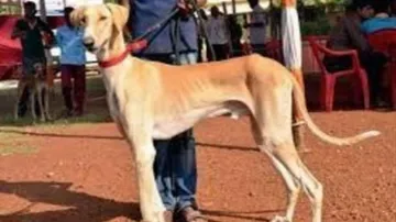 IAF gets 'Desi' Dogs To Scare Away Birds From Runways