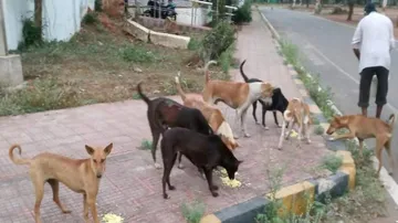 Odisha Govt Asks ULBs To Provide Food To Stray Animals During Lockdown