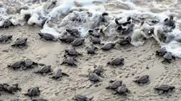Odisha: 1.48 Crore Olive Ridley Turtles Born At Gahirmatha Beach