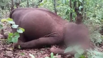 Odisha: Two Elephant Carcasses Found Near Similipal National Park
