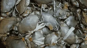 Boost Up For Aquaculture Sector: Innovative Mud Crab Hatchery Technology Gets Patent