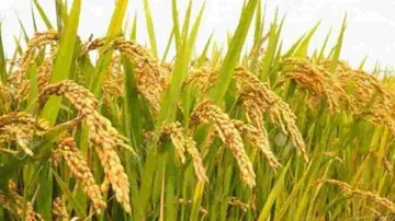 Cyclone Yaas Alert: Odisha Govt Issues Directives For Crop Management 