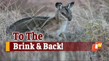 Australian Wallabies Saved From Extinction