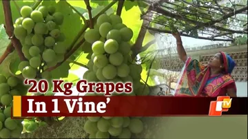 Grapes In Odisha? Village Woman’s Efforts Will Surprise You