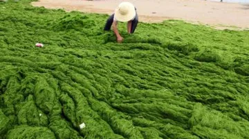 More Harmful Algal Bloom Impacts Emerge Amid Rising Seafood Demand