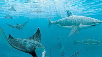 Wildlife Conservation Society Launches Initiative To Save Remaining Sharks, Rays