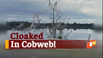 WATCH: Sprawling Sheet Of Spider Webs Emerge After Floodwater Recede In Australia