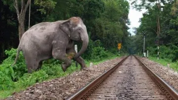 Odisha To Go Gujarat Way To Save Elephants From Killer Railway Tracks