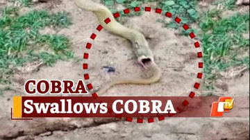 Watch: Snake Cannibalism In Bhubaneswar, 4-Ft Cobra Rescued And Released Into Wild