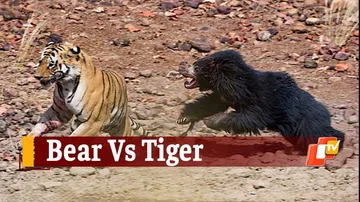 VIRAL VIDEO: Sloth Bear Scares Away Tiger In Forest
