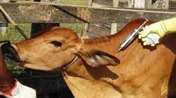 Anthrax Elimination By 2024: Koraput Launches Mass vaccination Of Cattle