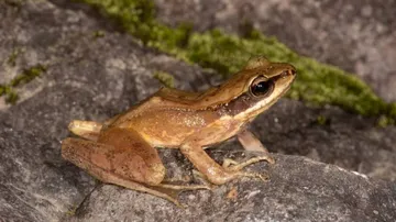New Frog Species Discovered In Adi Hills Of Arunachal Pradesh